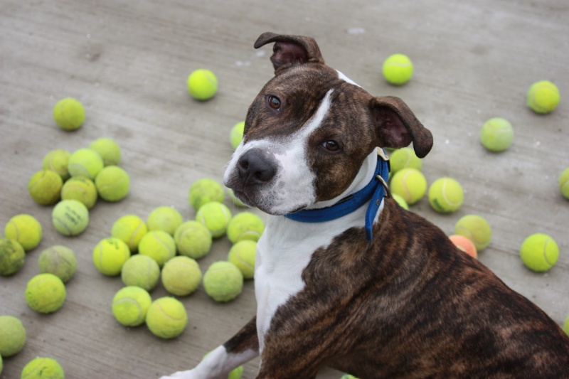 BAttersea-dog-Richie-with-tennis-balls1