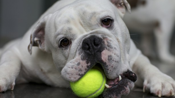 Bulldog-with-tennis-ball-via-Shutterstock-615x345