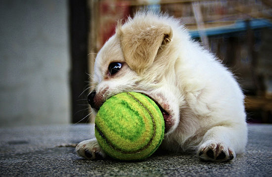 Dog-playing-tennis