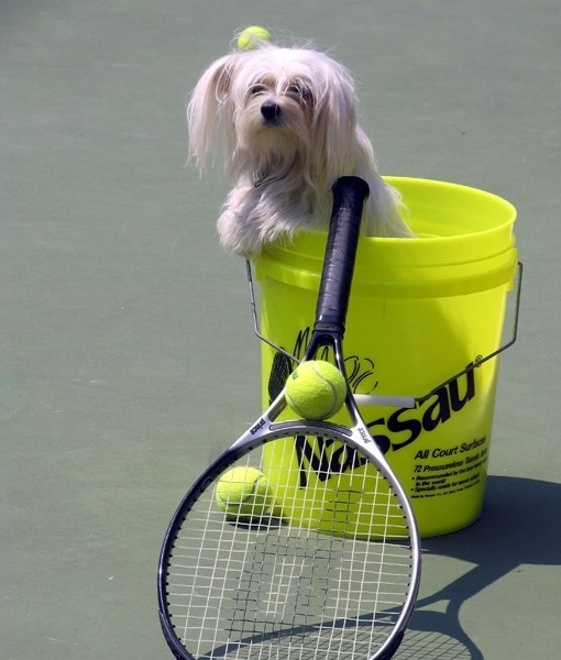 tennis-dogs-13