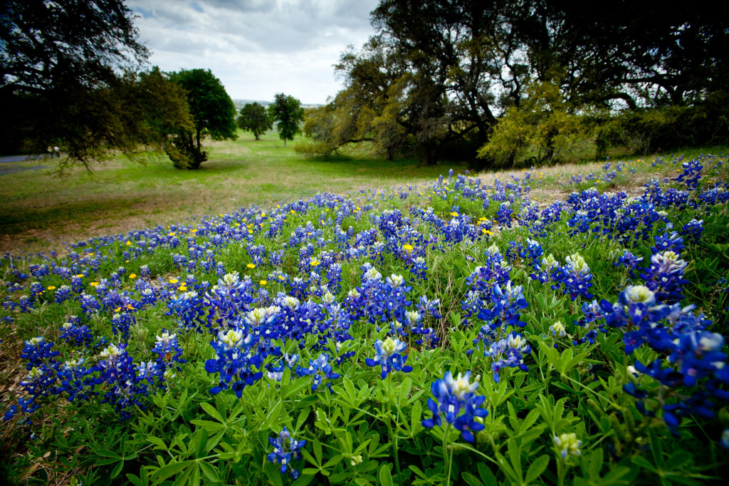 Wildflowers blooming in New Braunfels, TX (innewbraunfels.com)
