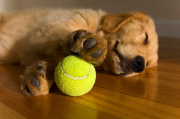 Golden Retriever Puppy dreaming