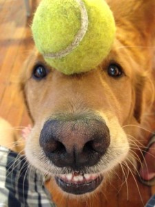 MyTennisLessons: Top 50 Cutest Tennis Dogs