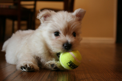 tennis-puppy-9