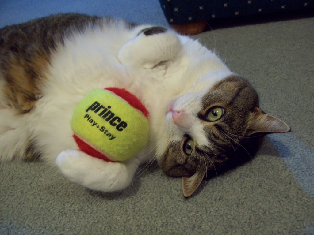 cat and ball