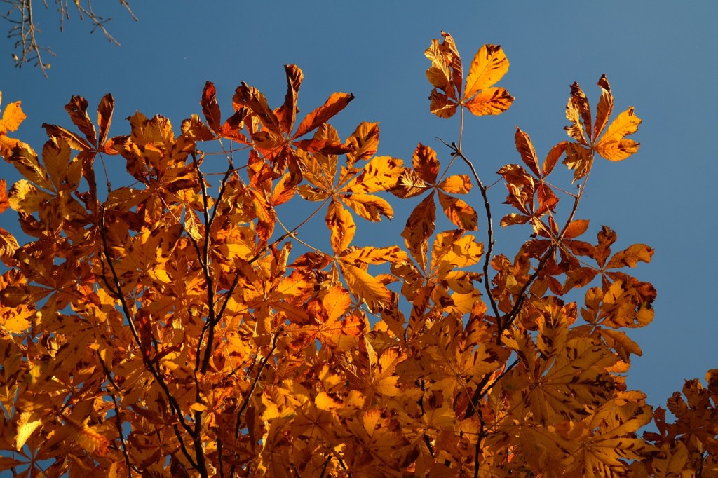 fall-foliage-228572_1280