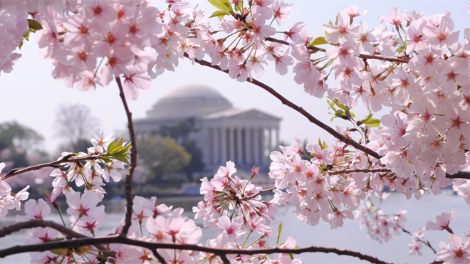 Cherry blossoms bloom around this time of year in Washington, DC (bestofthebetter.com) 
